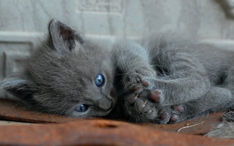 Gray Kitten with Blue Eyes — Calm, Photograph, Paws