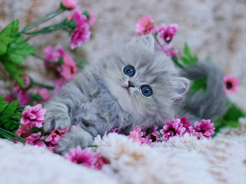 Gray Kitten with Blue Eyes — Calm, Photograph, Pink Flowers