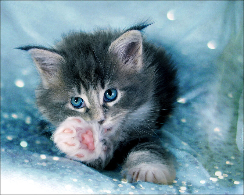 Gray Kitten with Blue Eyes — Calm, Photograph