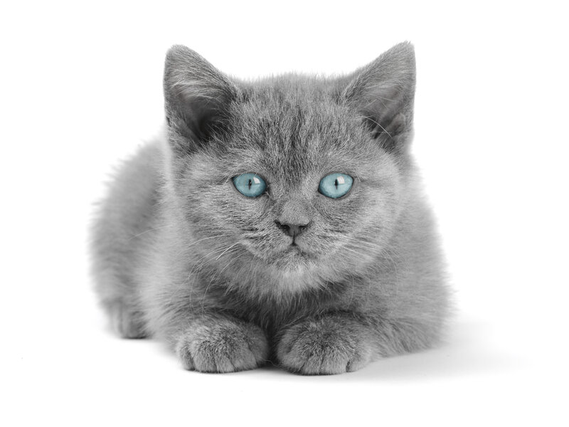 Gray Kitten with Blue Eyes — Calm, Photograph, White Background