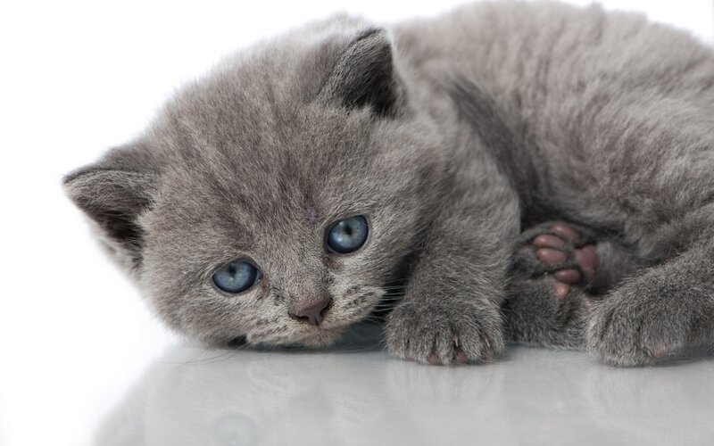 Gray Kitten with Blue Eyes — Calm, Photograph, White Surface