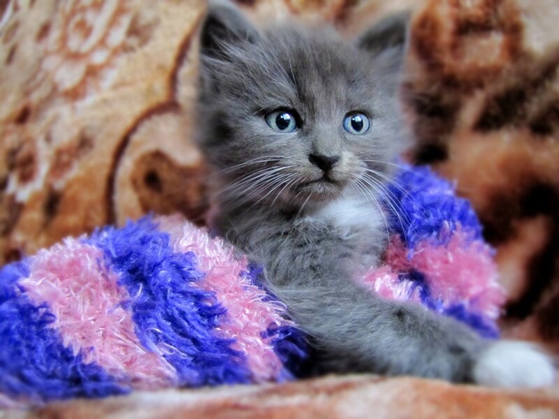 Gray Kitten with Blue Eyes — Calm