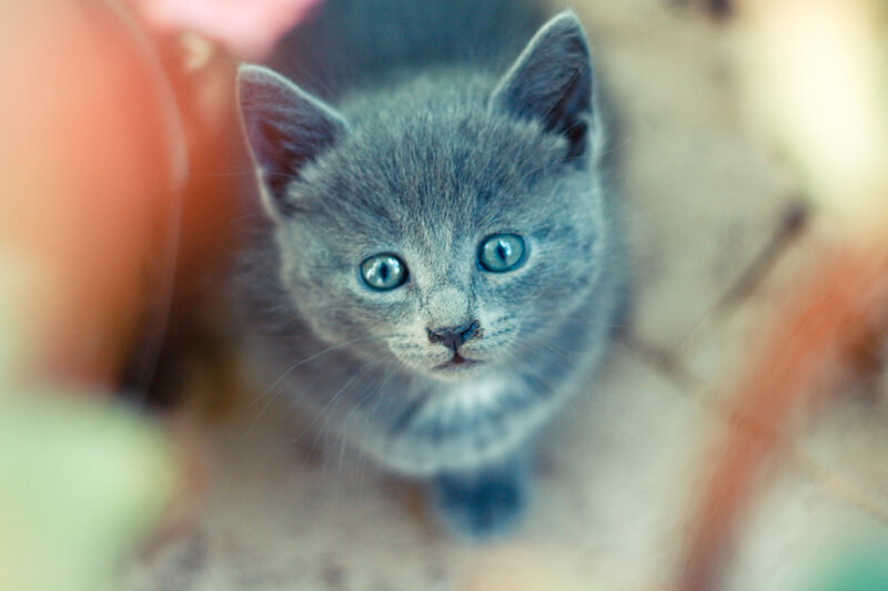 Gray Kitten with Blue Eyes — Curious, Photograph