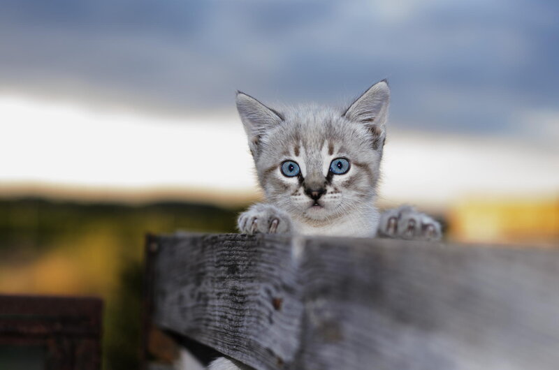 Gray Kitten with Blue Eyes — Curious, Sunset