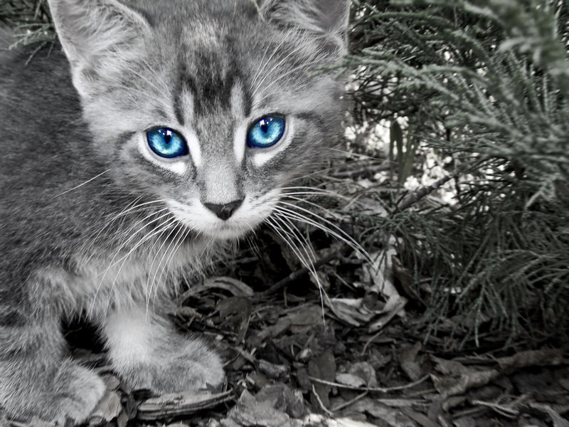 Gray Kitten with Blue Eyes — Curious