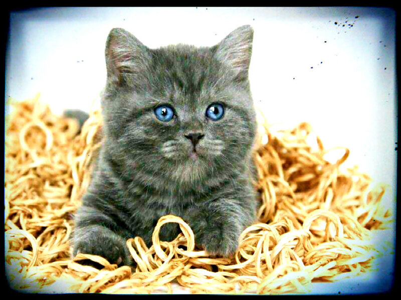 Gray Kitten with Blue Eyes — Innocent, Photograph, Straw