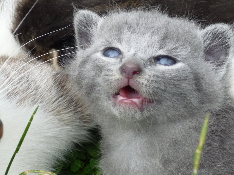 Gray Kitten with Blue Eyes — Innocent, Photograph