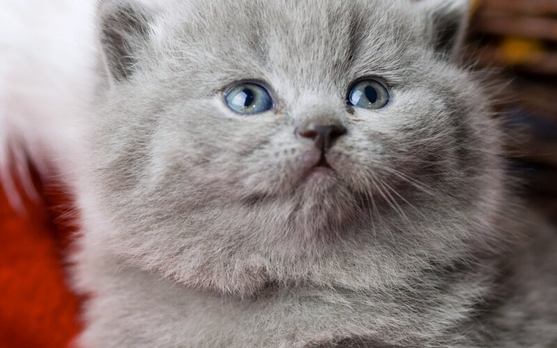 Gray Kitten with Blue Eyes — Innocent, Photograph, Whiskers, Fur