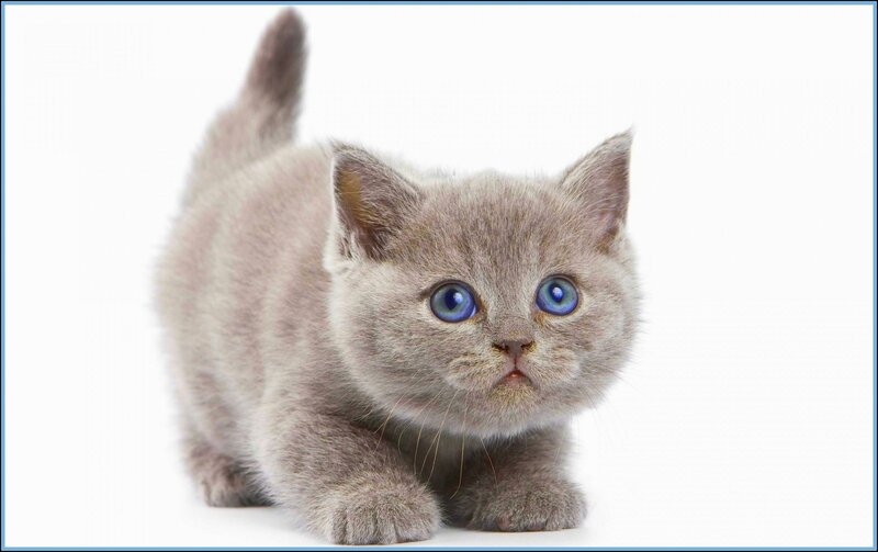 Gray Kitten with Blue Eyes — Innocent, Photograph, White Background