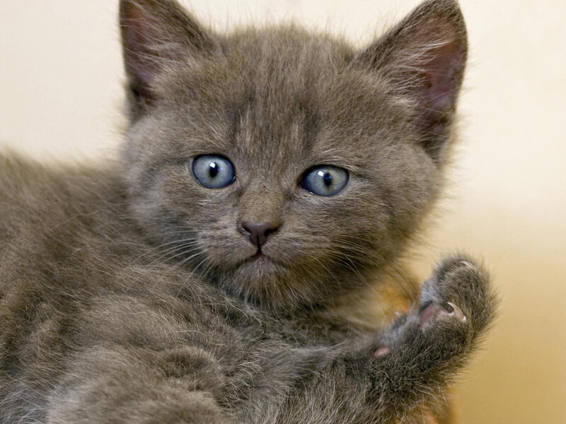 Gray Kitten with Blue Eyes — Innocent