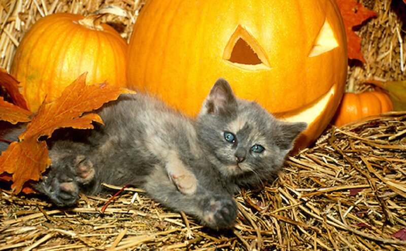 Gray Kitten with Blue Eyes — Orange