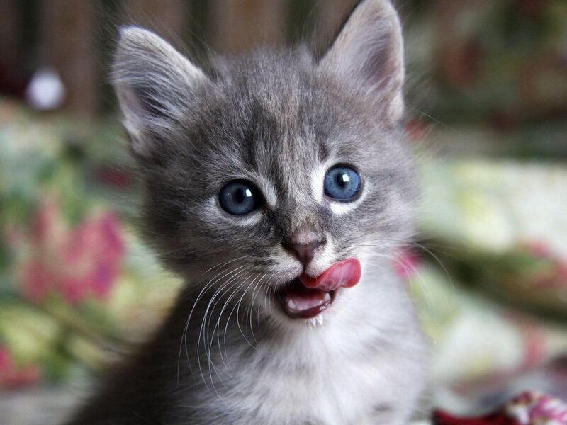 Gray Kitten with Blue Eyes — Playful, Photograph