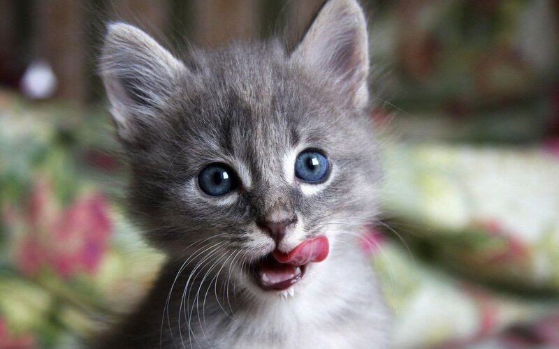 Gray Kitten with Blue Eyes — Playful, Photograph, Tongue