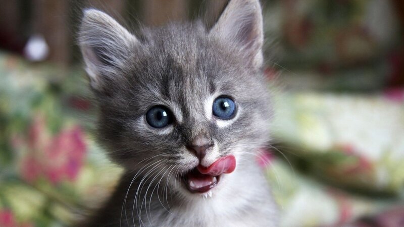 Gray Kitten with Blue Eyes — Playful