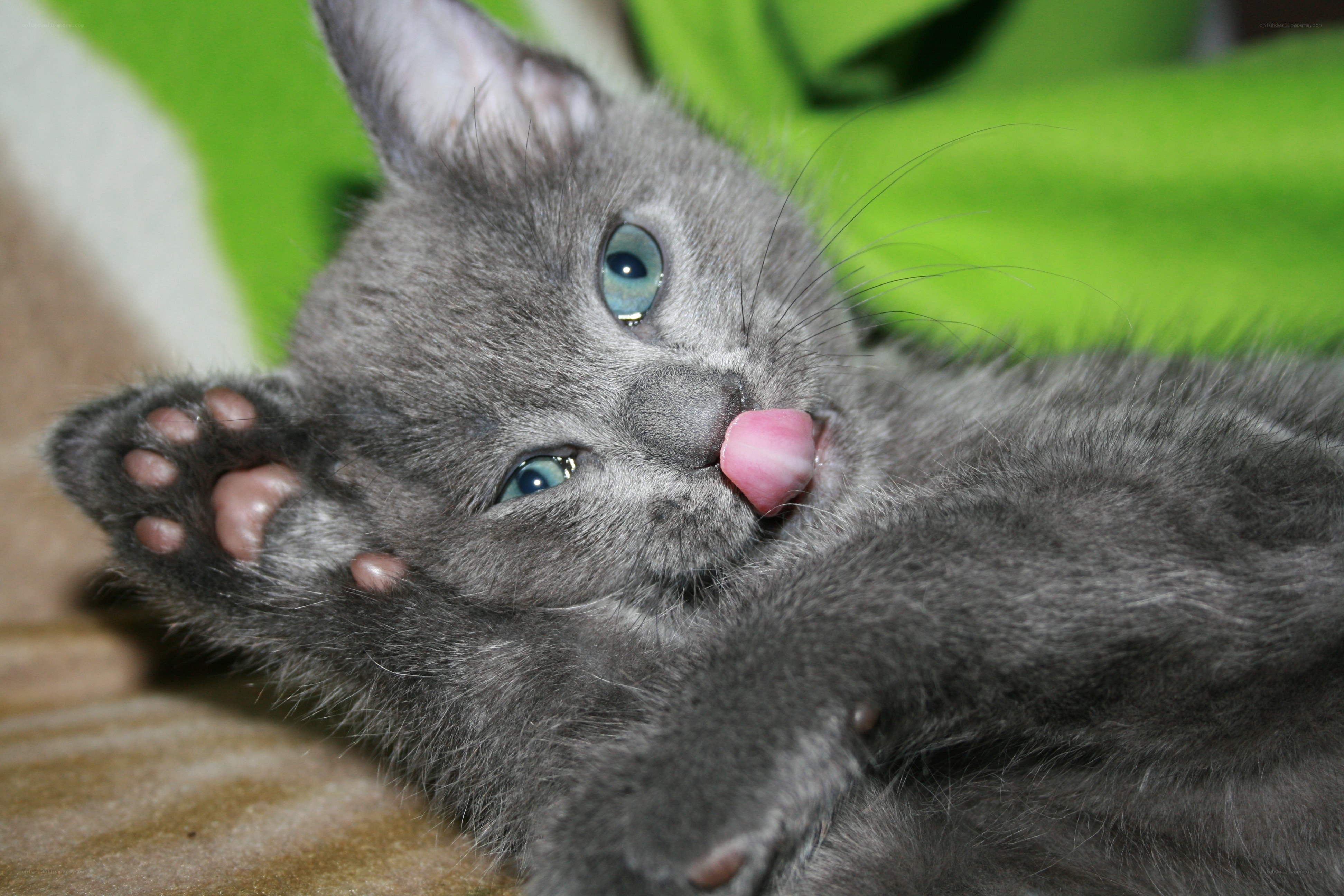 gray kitten with blue eyes