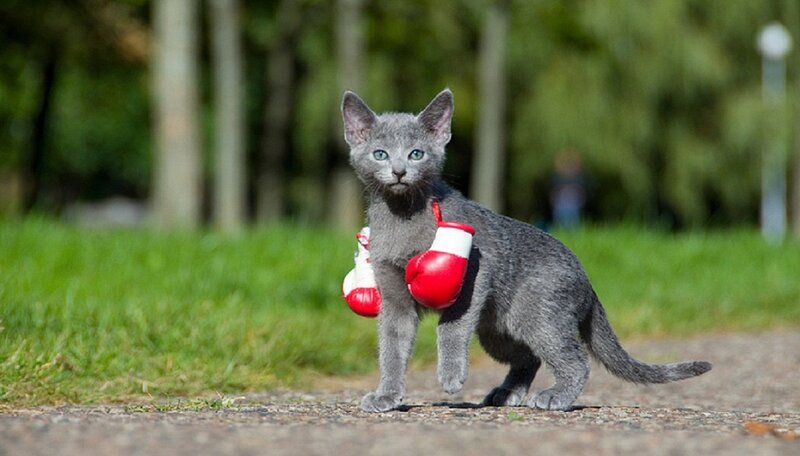 Gray Kitten with Boxing Gloves
