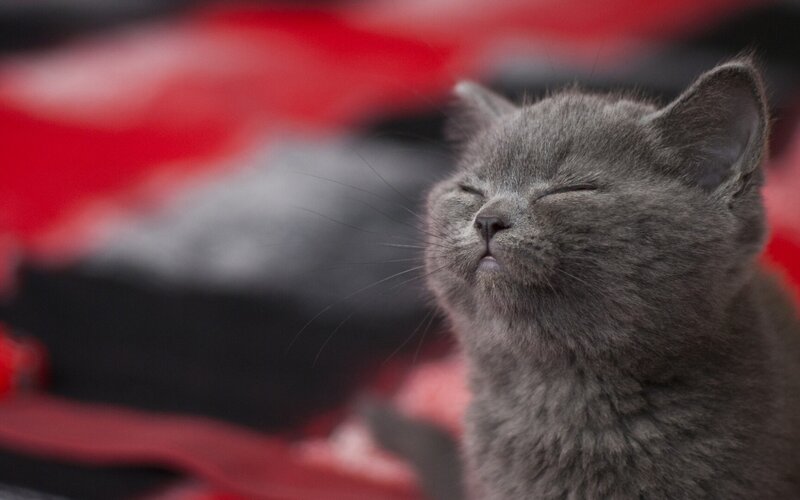 gray kitten with closed eyes