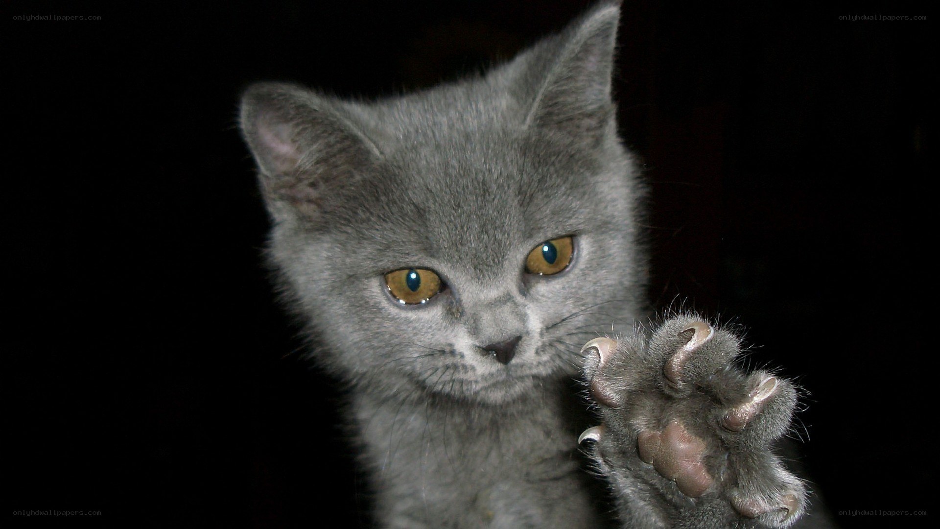 gray kitten with extended paw