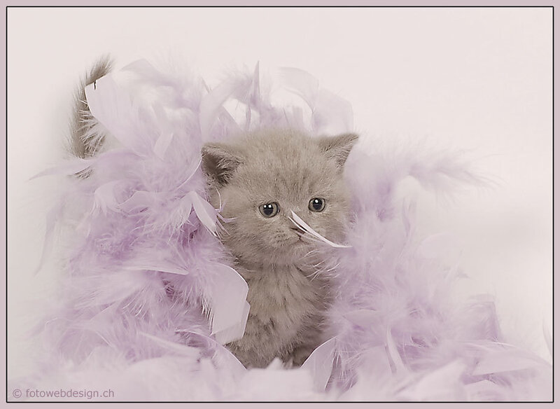 gray kitten with feathers
