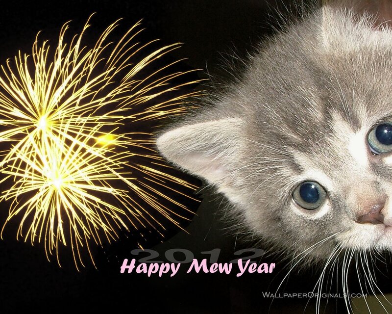 Gray Kitten with Fireworks