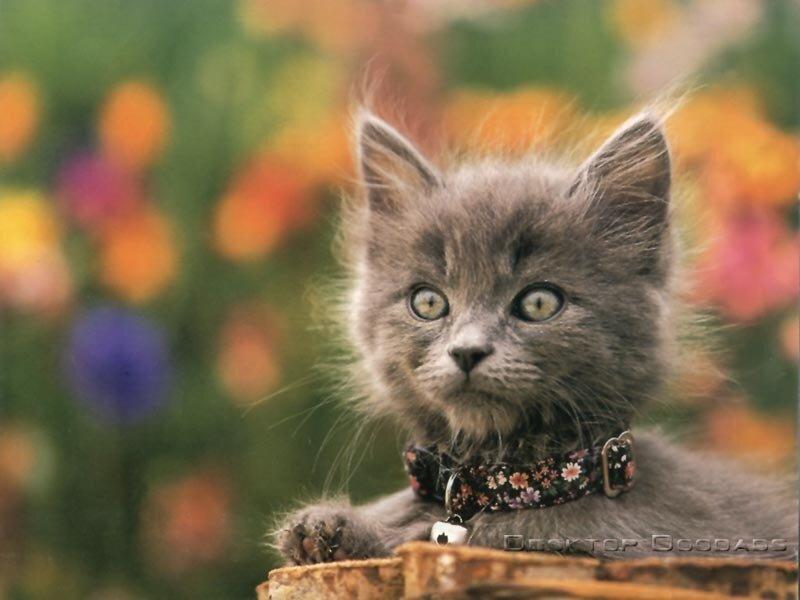 gray kitten with floral collar