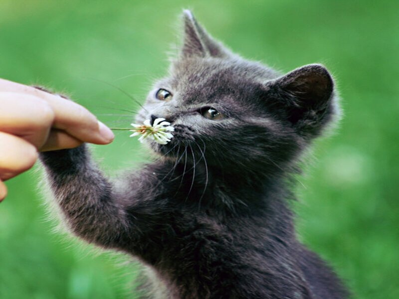 Gray Kitten with Flower — Calm, Afternoon