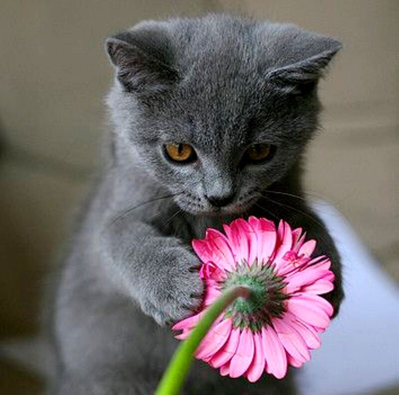 Gray Kitten with Flower — Calm, Photograph
