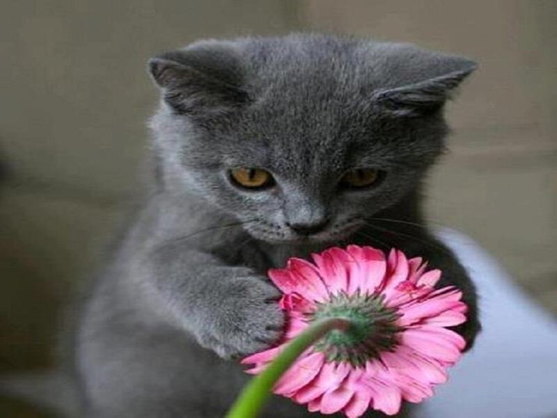 Gray Kitten with Flower — Calm
