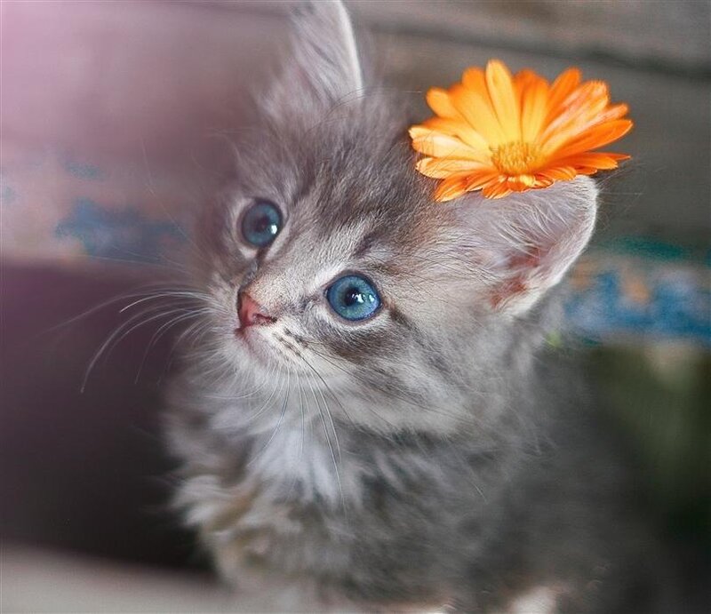 Gray Kitten with Flower