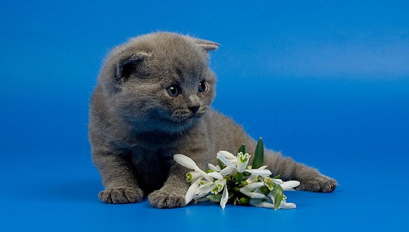 Gray Kitten with Flowers — Blue, Calm