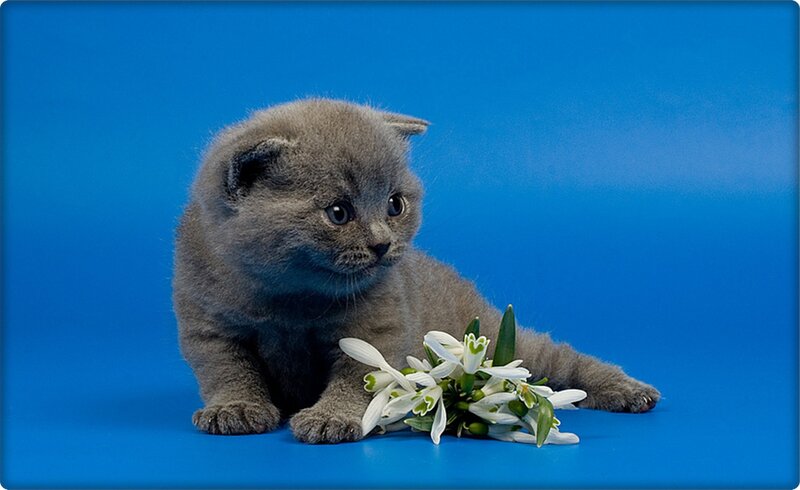 Gray Kitten with Flowers — Blue