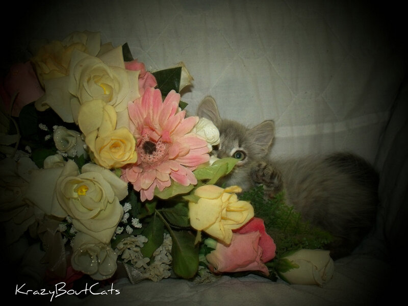 Gray Kitten with Flowers — Calm, Photograph