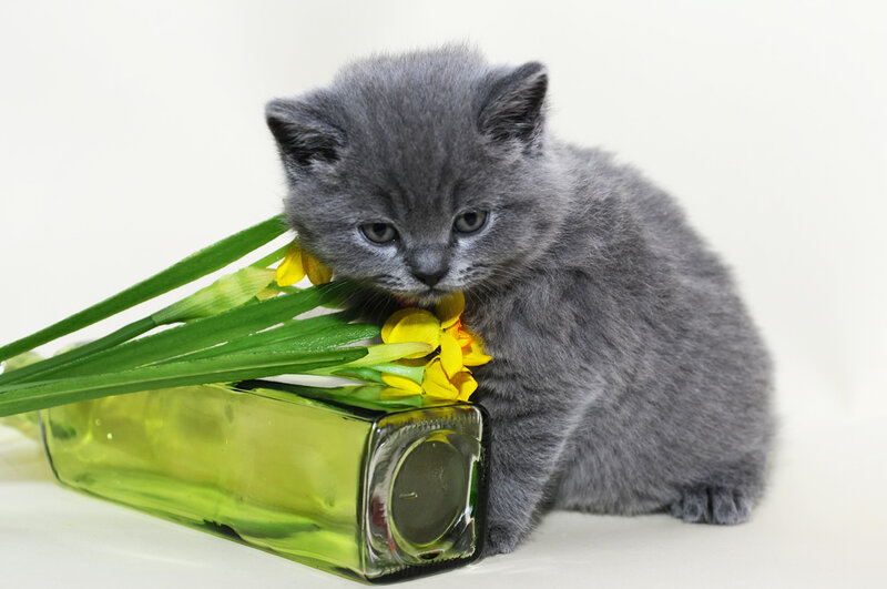 Gray Kitten with Flowers — Calm