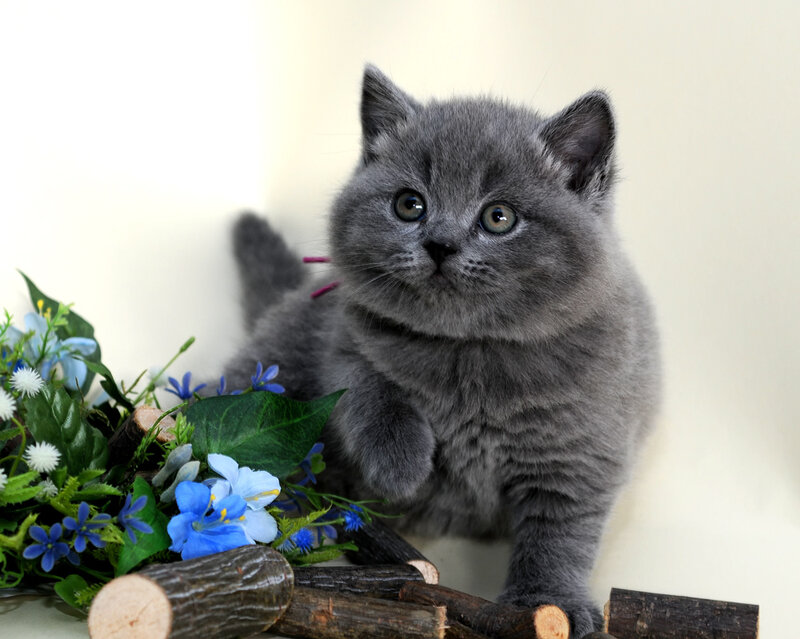 gray kitten with flowers