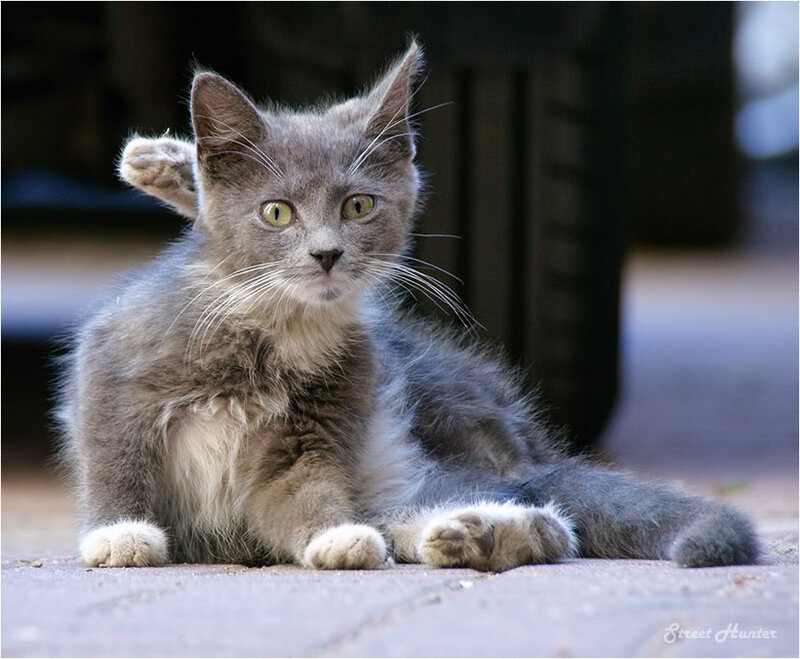 Gray Kitten with Folded Ear