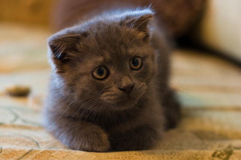 Gray Kitten with Folded Ears — Calm, Photograph, Bed