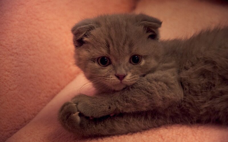Gray Kitten with Folded Ears — Calm, Photograph, Blanket