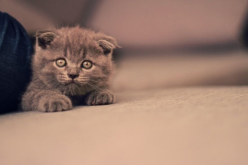 Gray Kitten with Folded Ears — Calm, Photograph, Cat