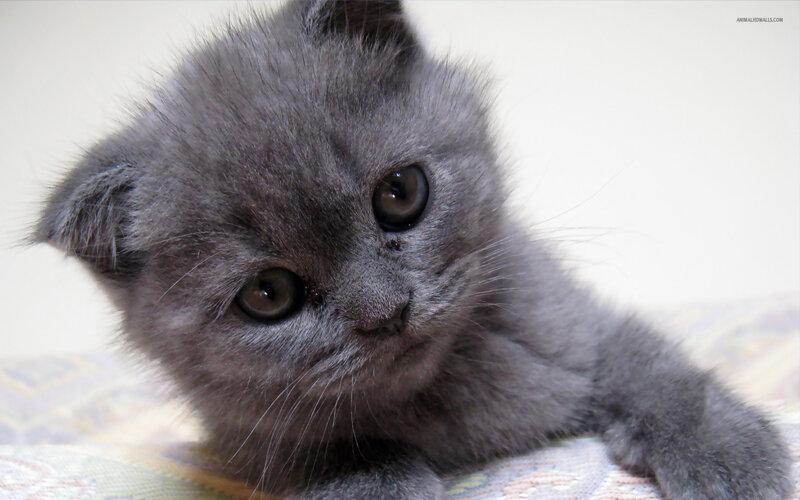 Gray Kitten with Folded Ears — Calm, Photograph