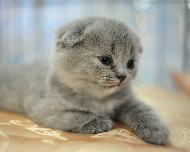 Gray Kitten with Folded Ears — Calm