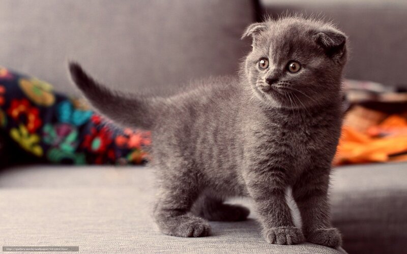 Gray Kitten with Folded Ears — Curious, Photograph, Couch