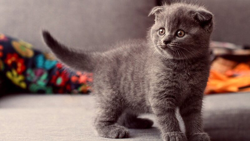 Gray Kitten with Folded Ears — Curious, Photograph