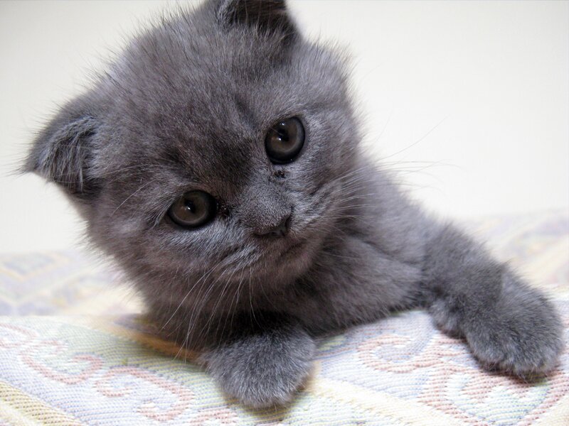 gray kitten with folded ears