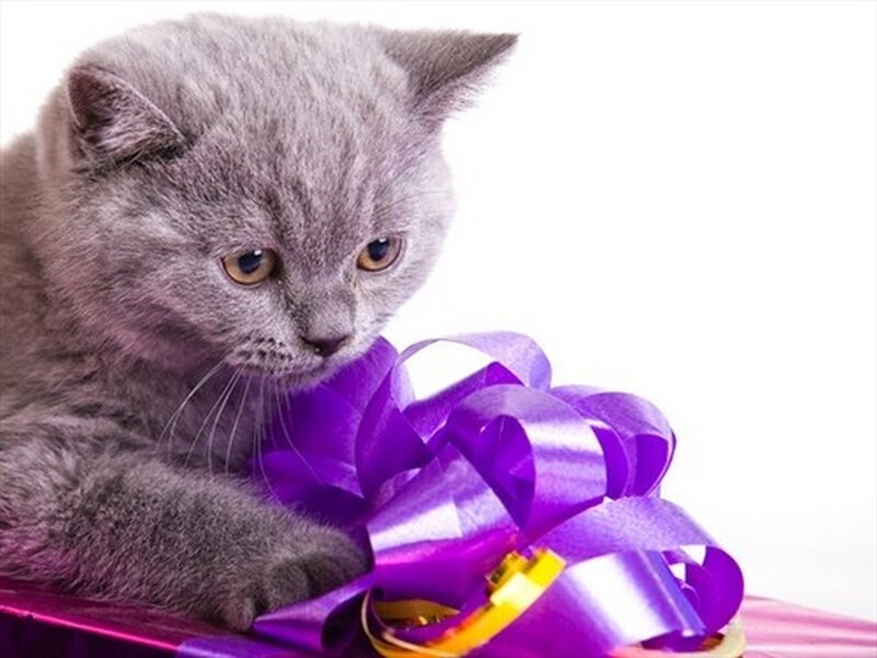 Gray Kitten with Gift
