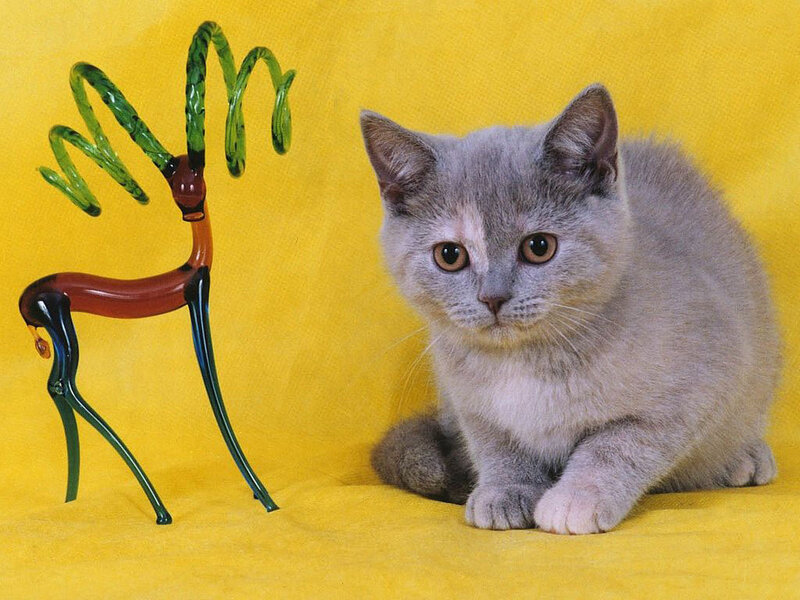 Gray Kitten with Glass Deer