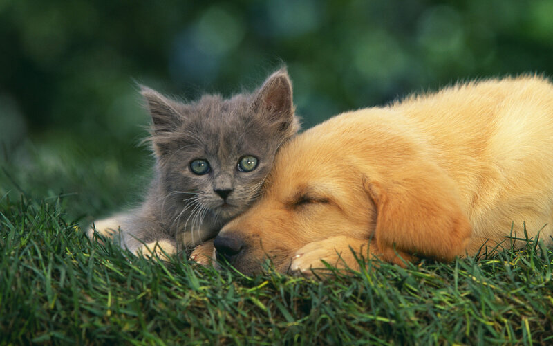 Gray Kitten with Golden Puppy — Green, Peaceful