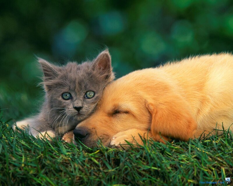 Gray Kitten with Golden Puppy — Green