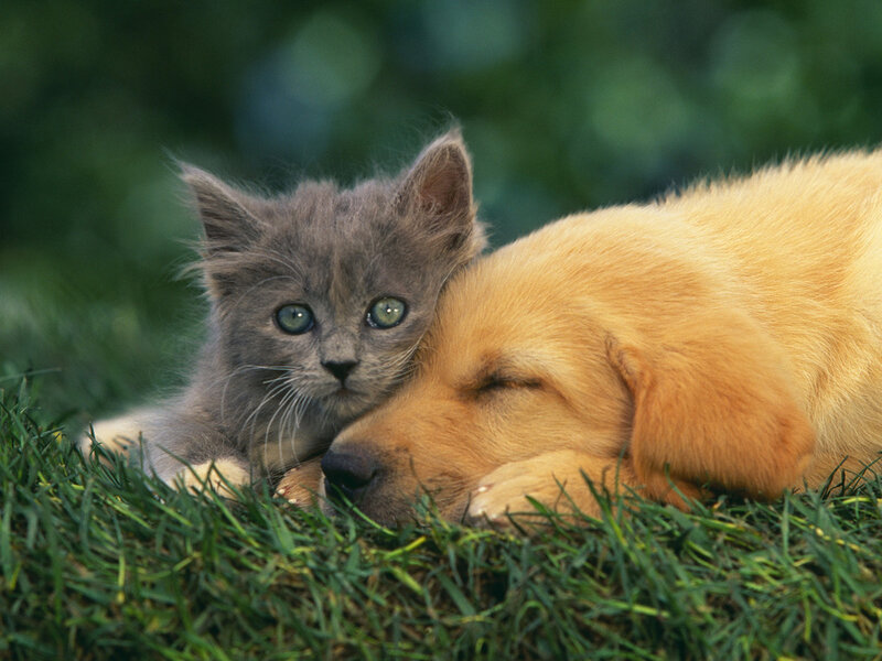 Gray Kitten with Golden Puppy