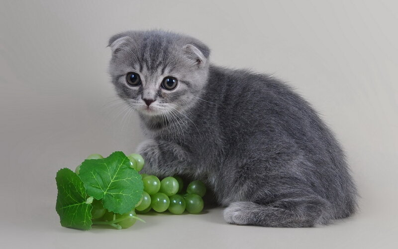 gray kitten with grapes