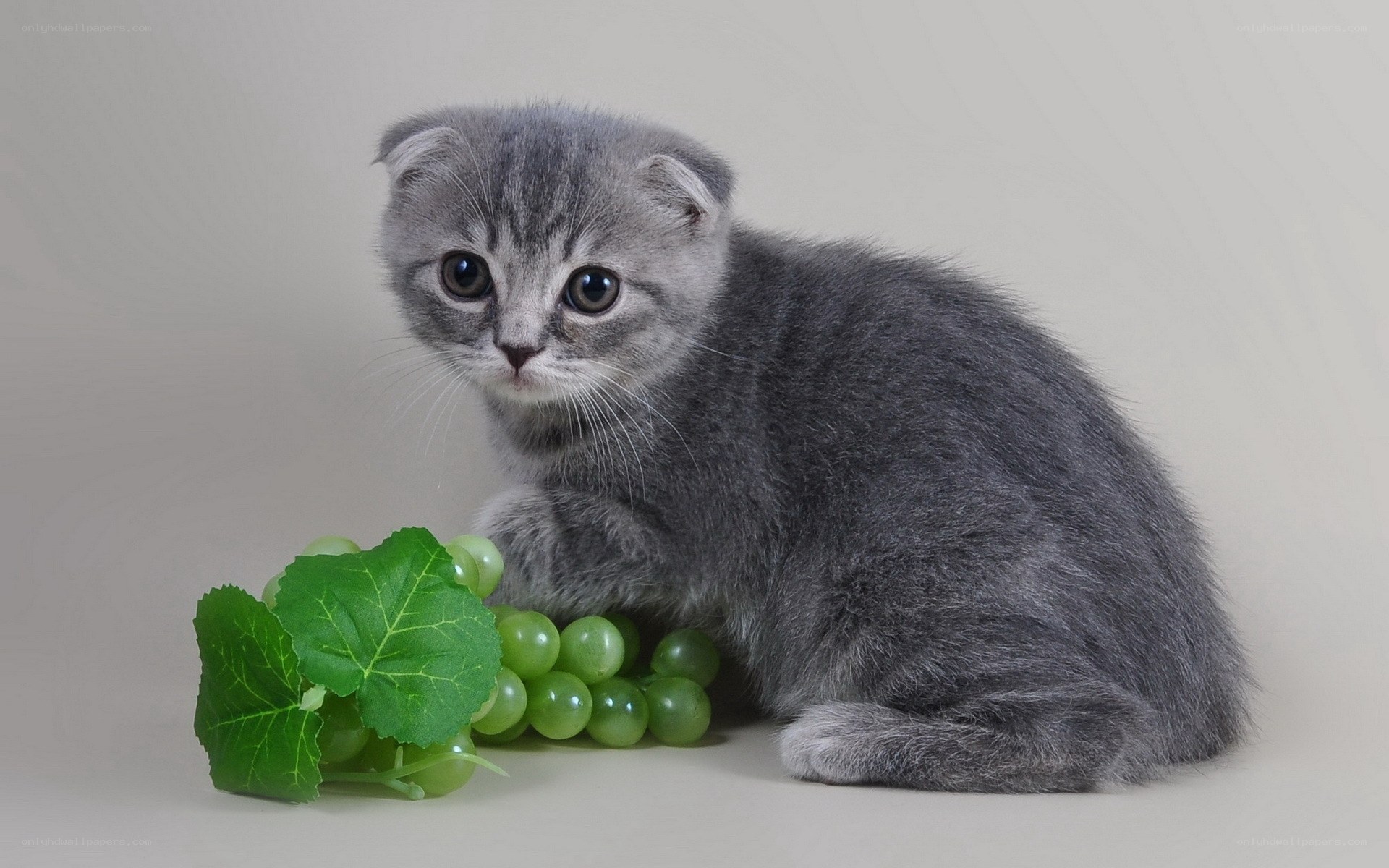 gray kitten with grapes